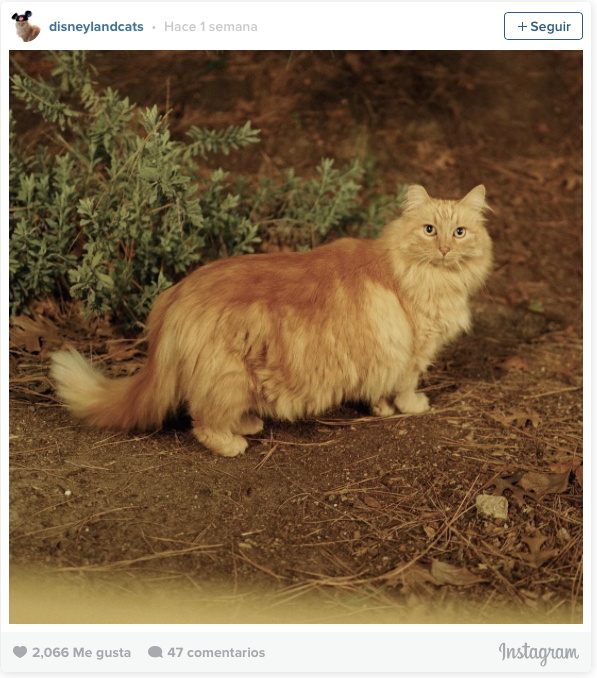 la historia de los gatos de disneyland 11
